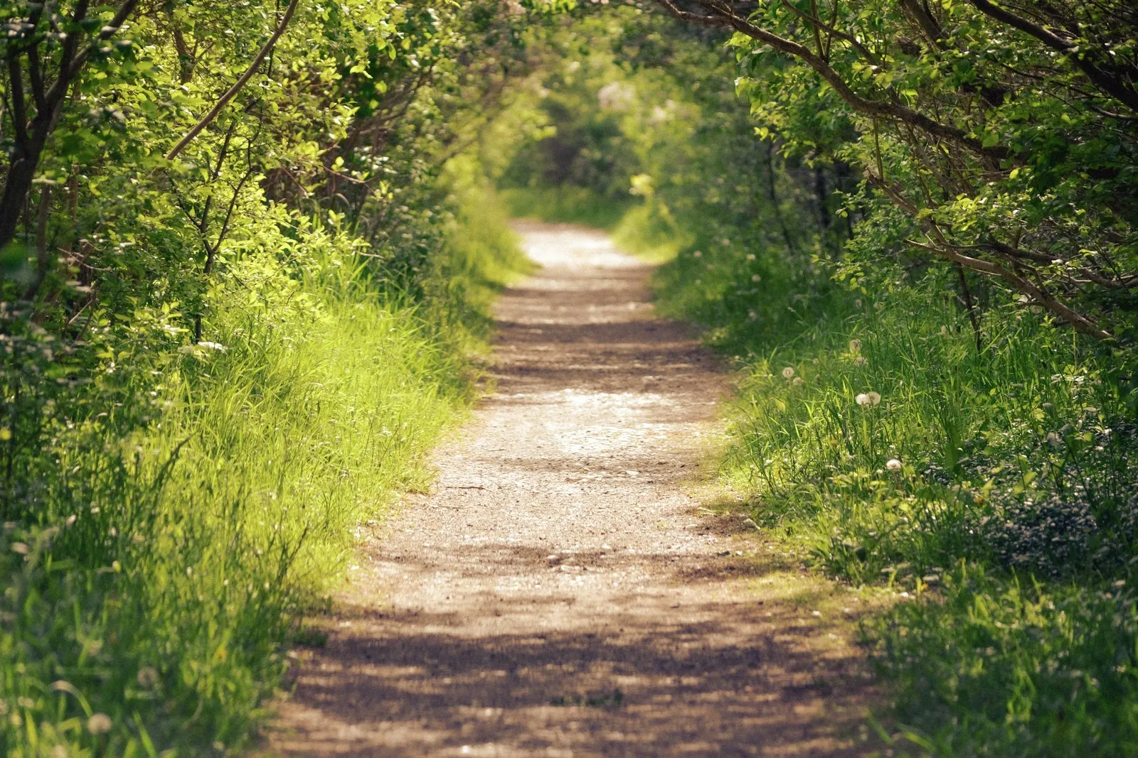 Gray dirt road between green grass and trees during daytime