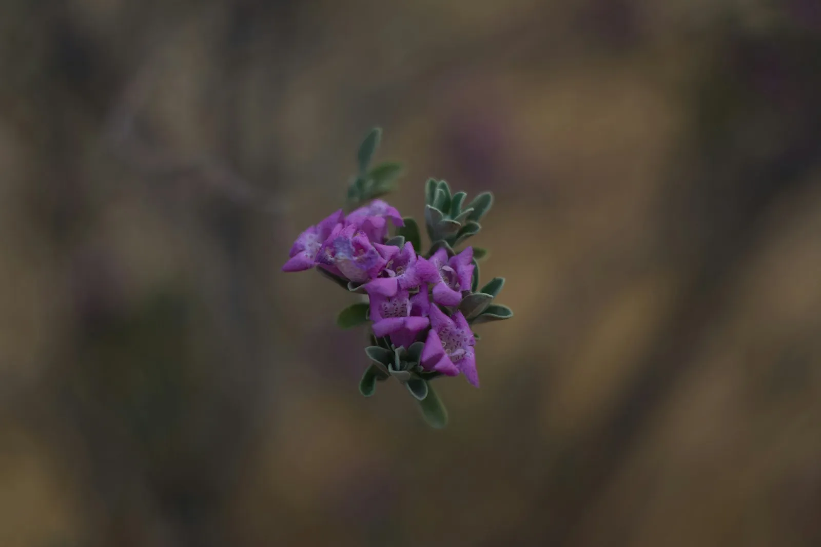 Purple flower photographed with a tilt-shift lens