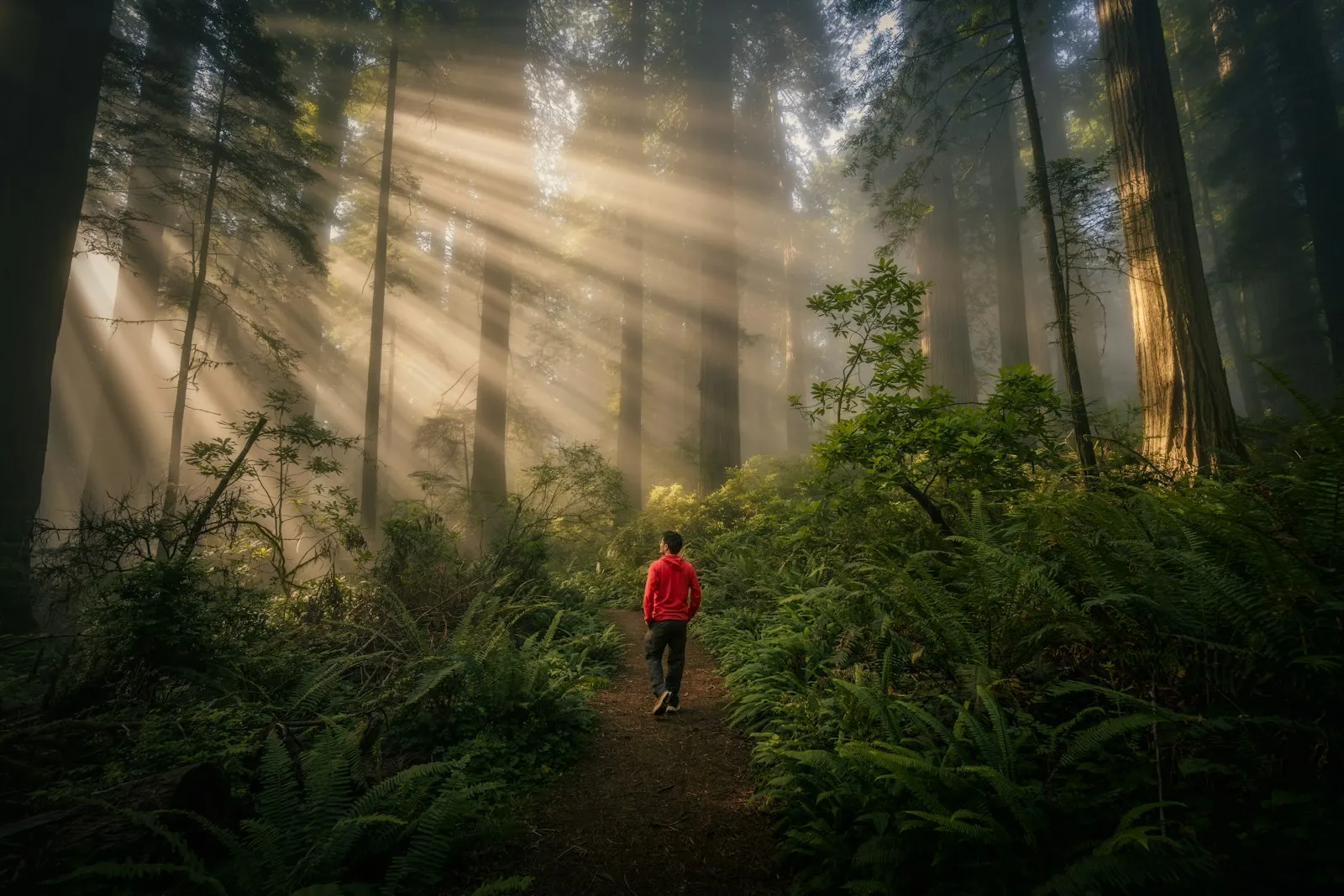 Person walking through a misty forest with sunbeams
